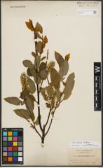 Foto von Salix pyrifolia Andersson